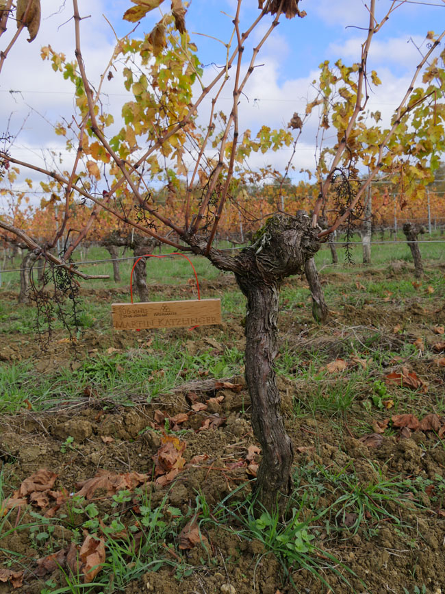 Виноградник на урожай